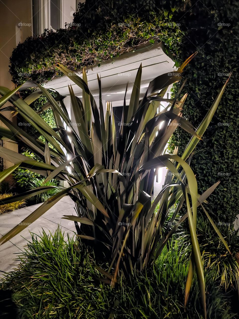 Nighttime look at urban landscaping in San Francisco California with the long leaves flowing in the wind as the lighting illuminates the plant life