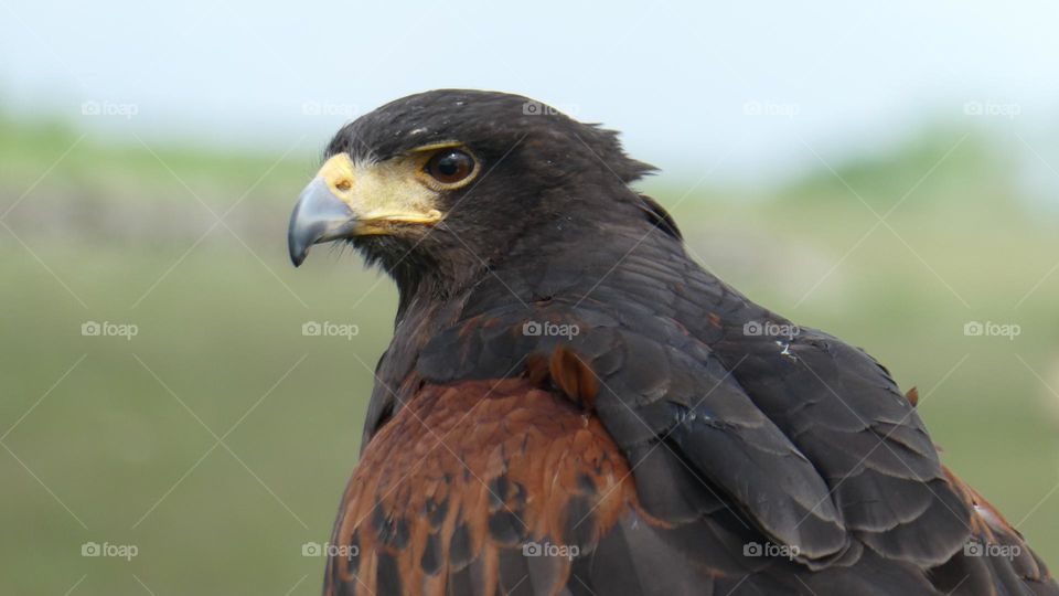 A close up of a bird of prey 