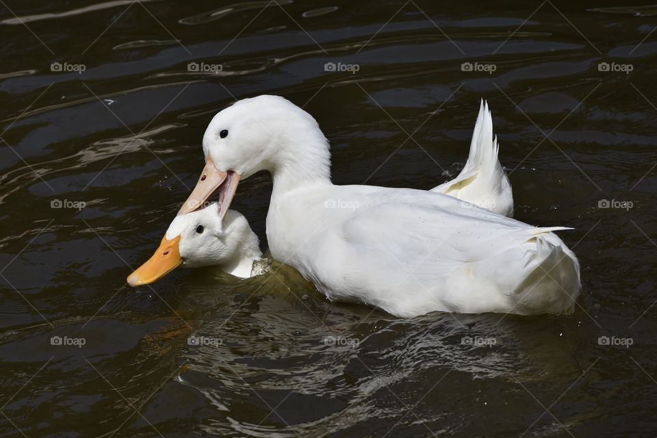 White Ducks