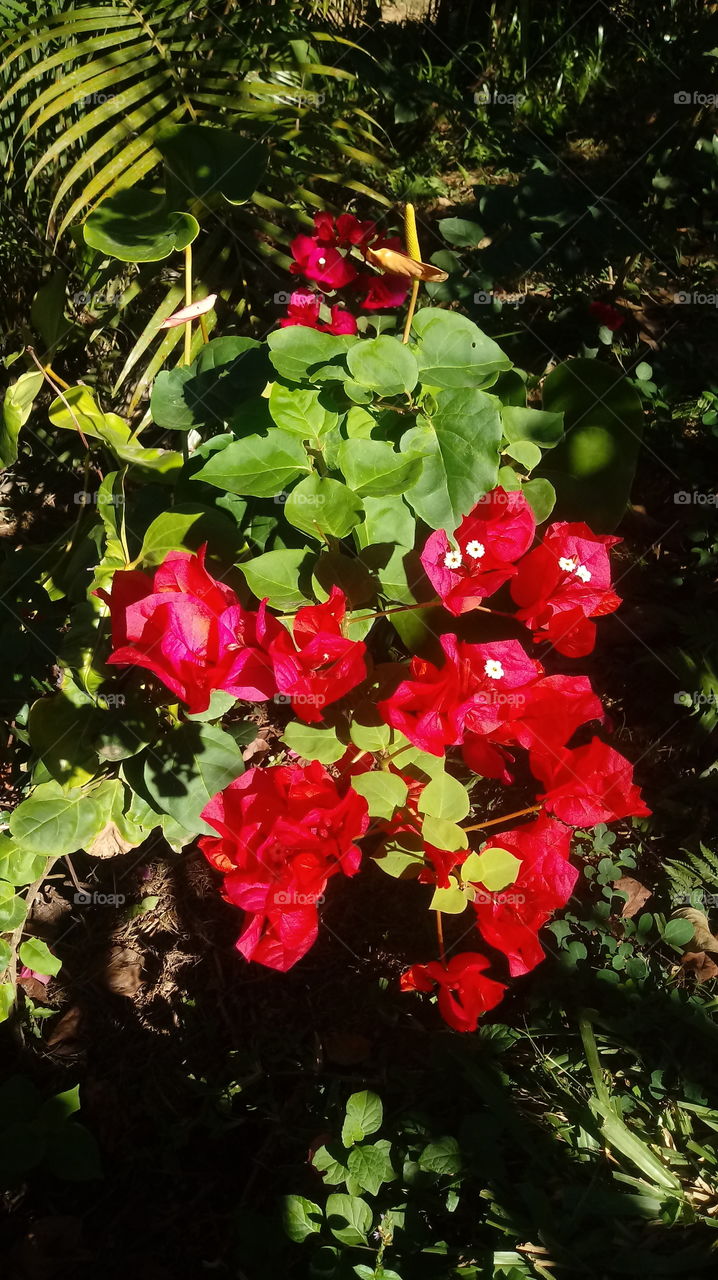 FLORES BUGANVÍLIAS VERMELHAS