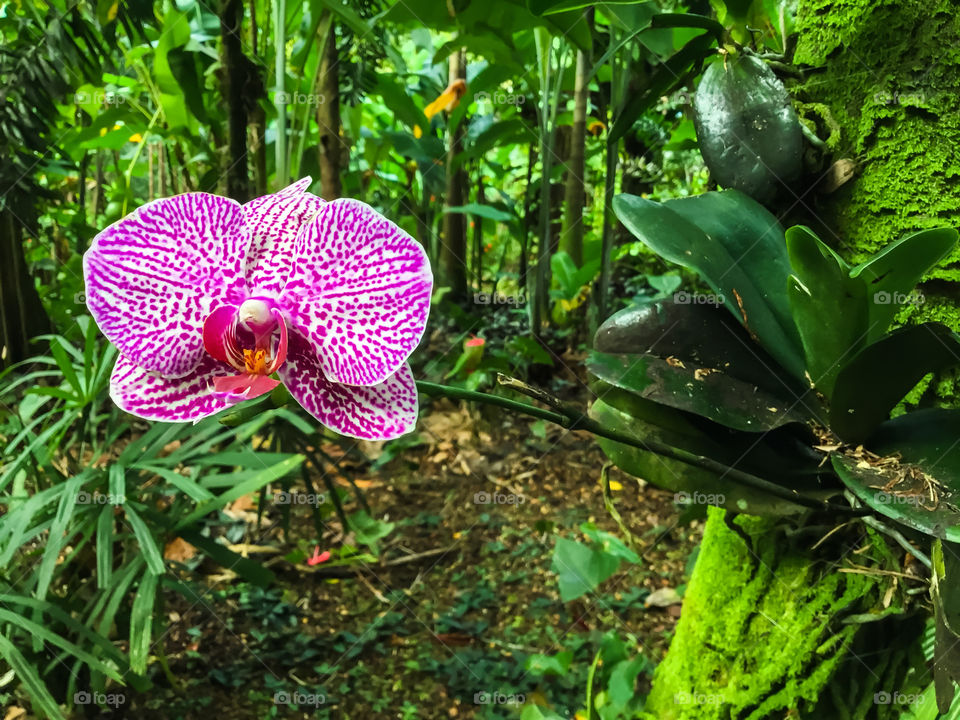 Orchids at Hawaii Tropical Botanical Garden