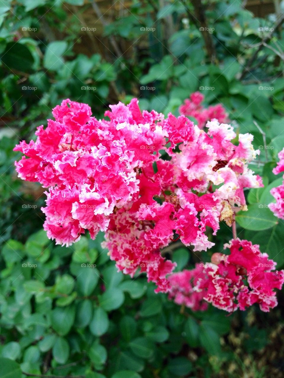 Candy Cane Crepe Myrtle