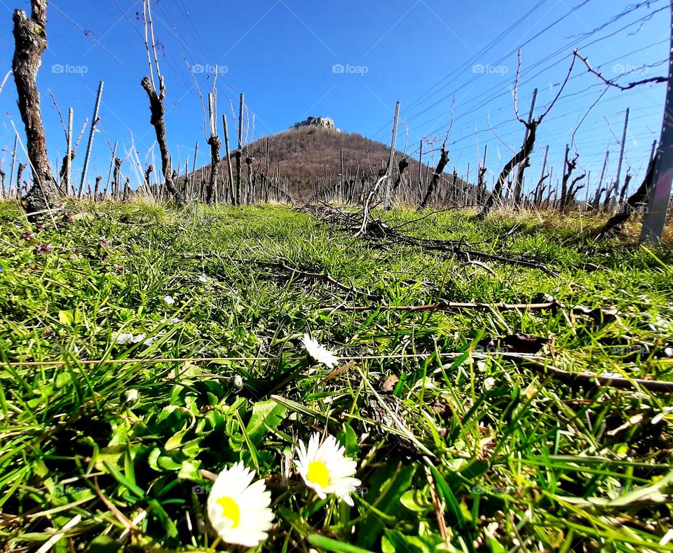 Burgruine Hohenneuffen im Frühling mit Gänseblümchen