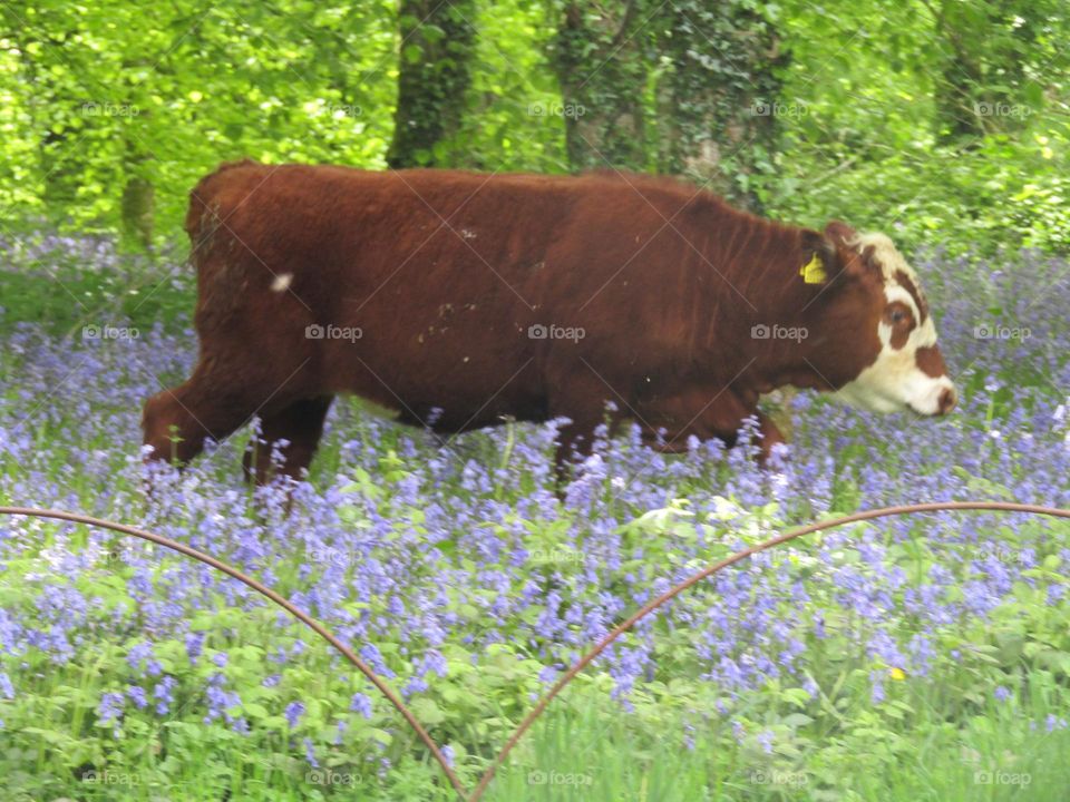 A bull wandering through a bluebell field having escaped from a green pastured field