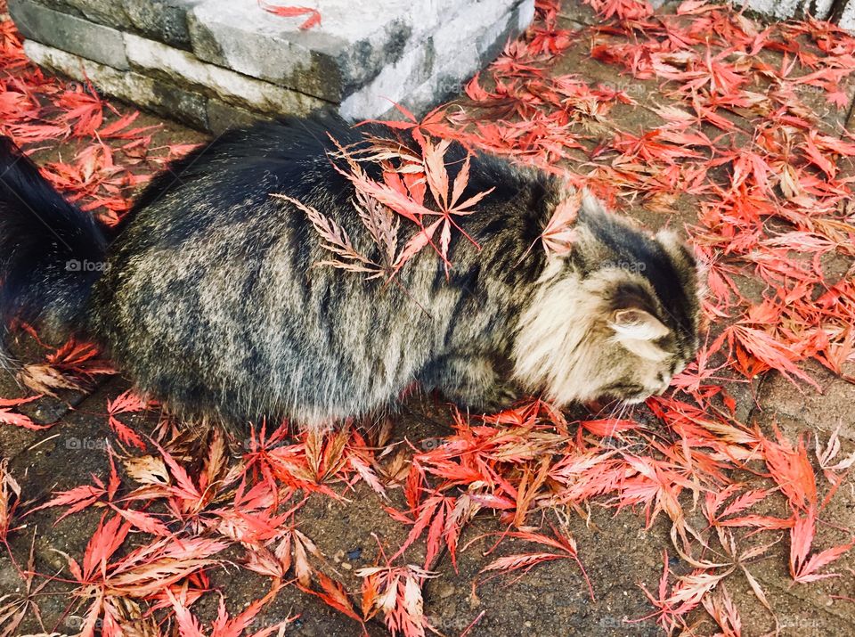 Tabby and fall leaves 