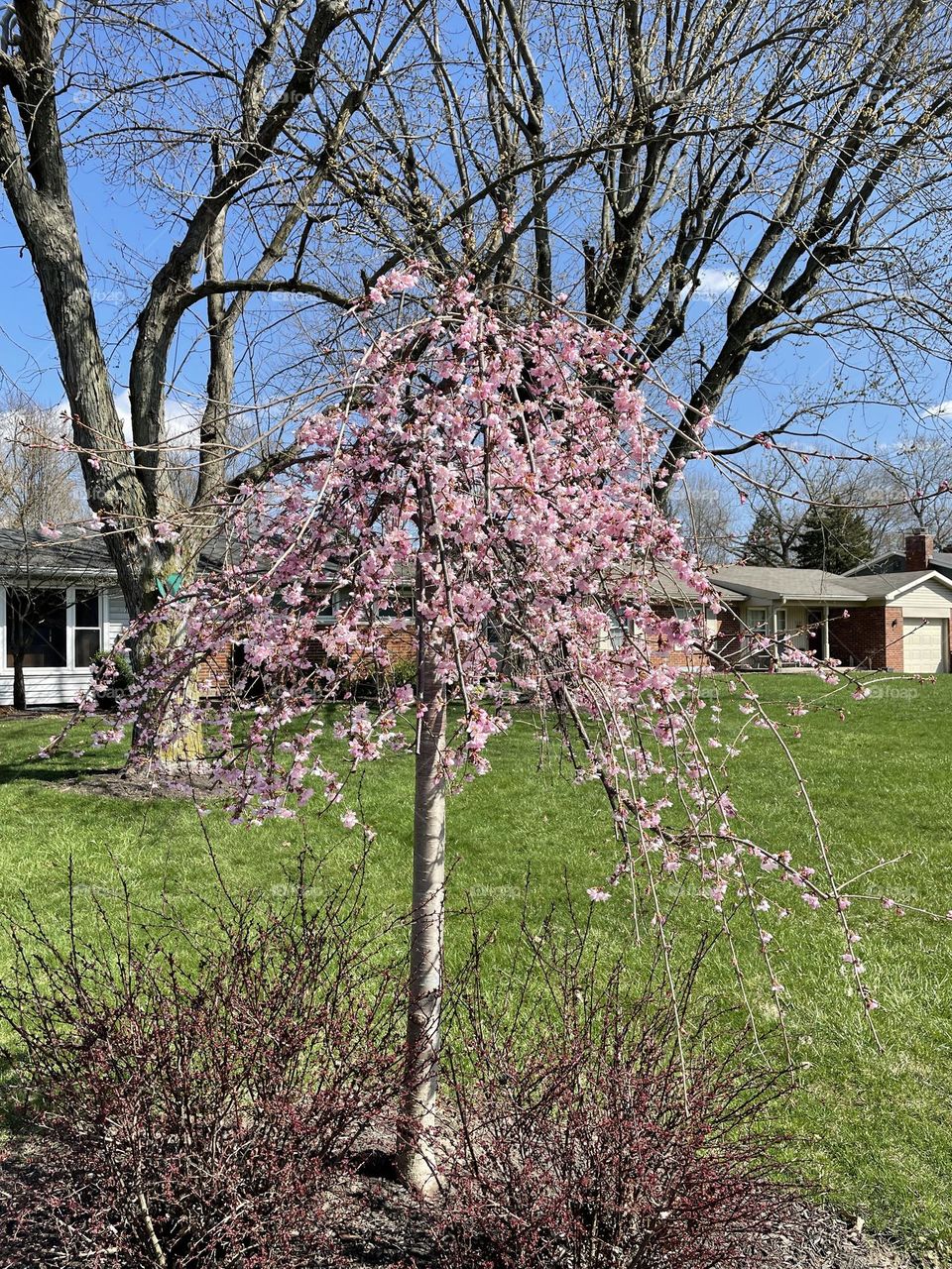Cherry tree blossoms in spring 