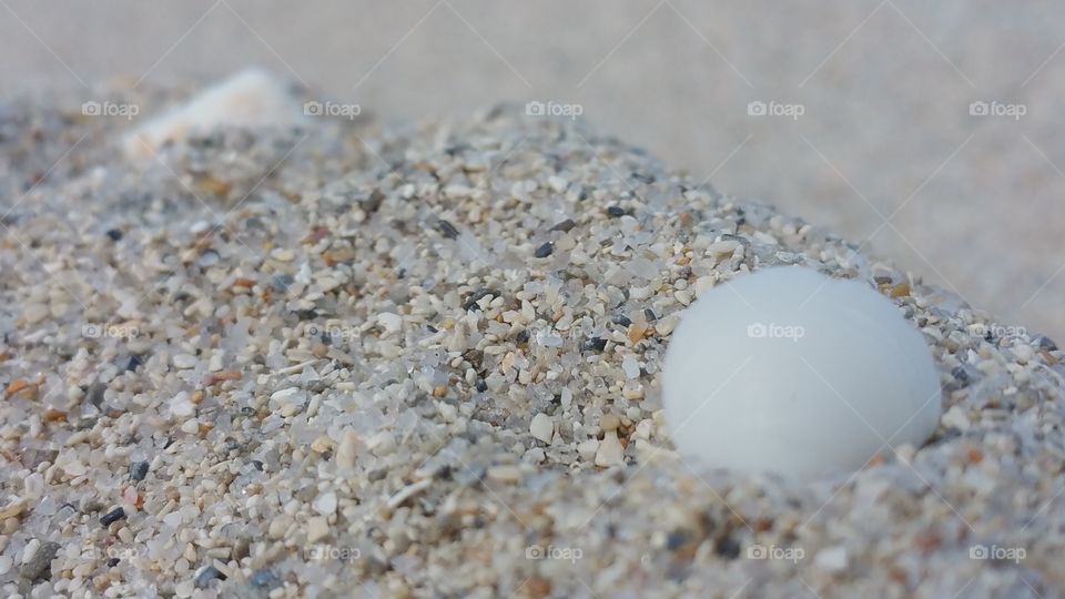 beach sand  close up with small shells