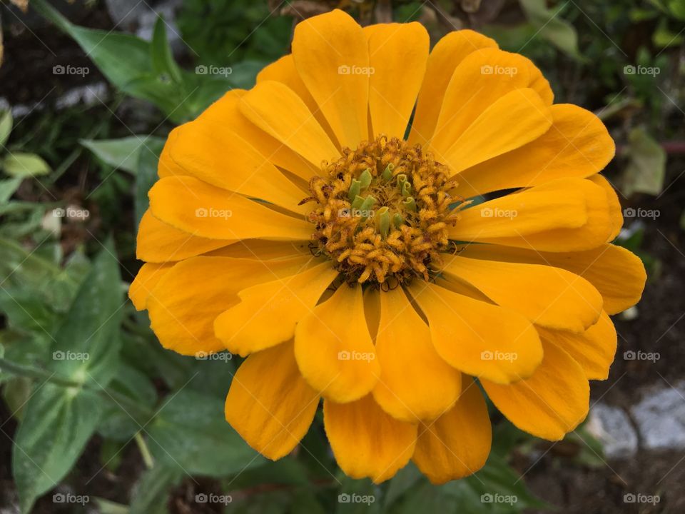 Yellow Zinnia