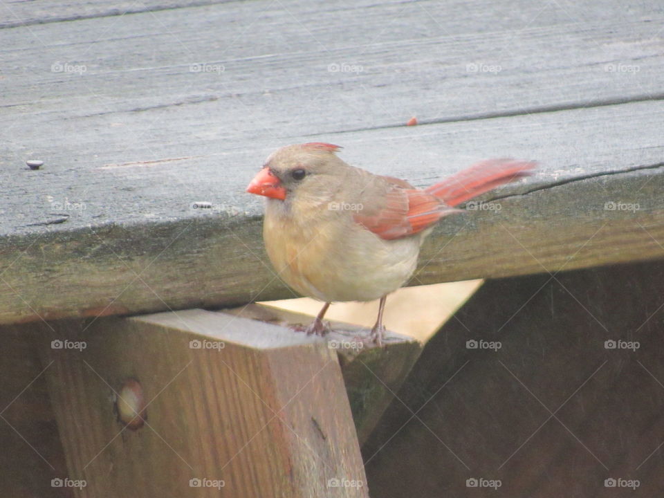 Bird, No Person, Nature, Wildlife, Outdoors