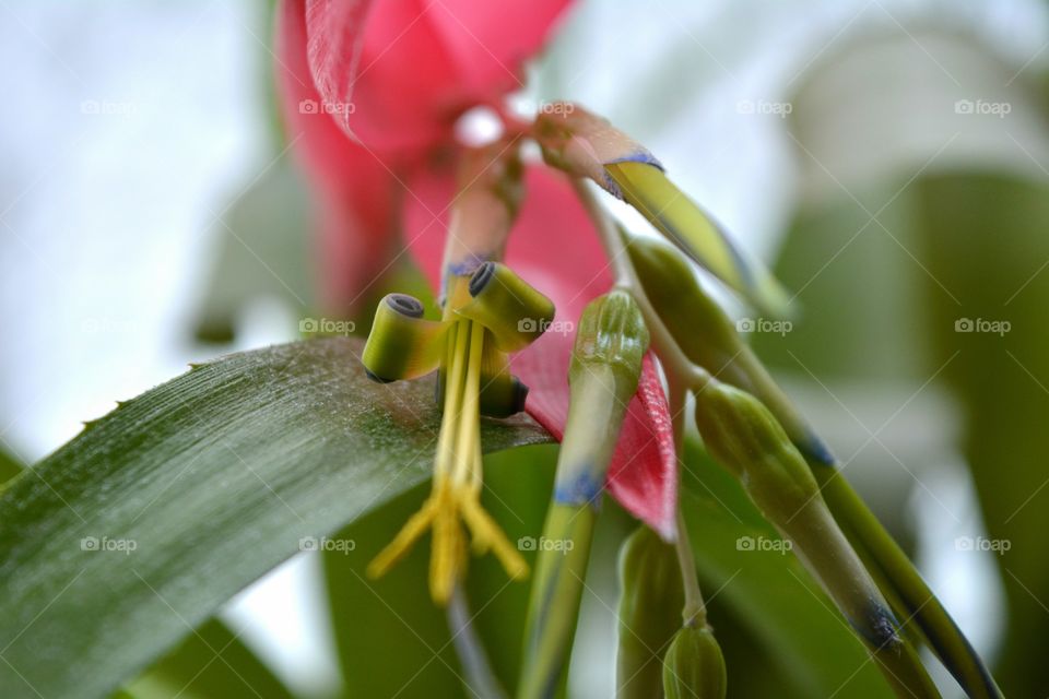 beautiful texture red bromeliad flowers and green leaves house plants