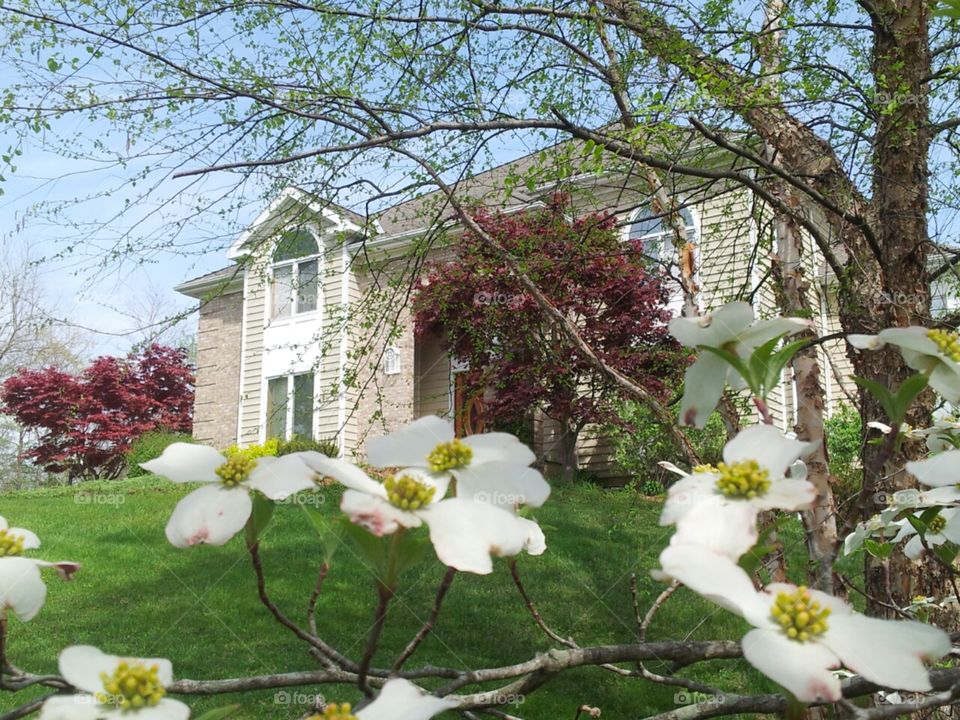 Spring blossoms awaken