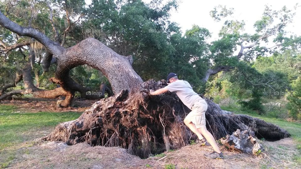 Strong guy pushing over a tree, just kidding it was hit by a tornado