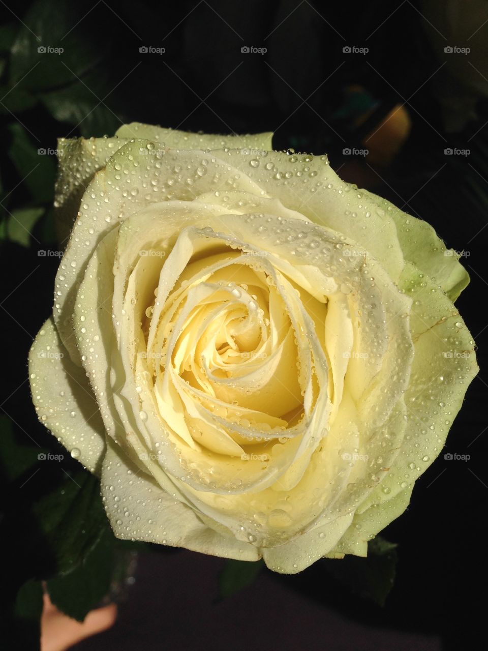 Light yellow rose. Drops on the fragile flower 