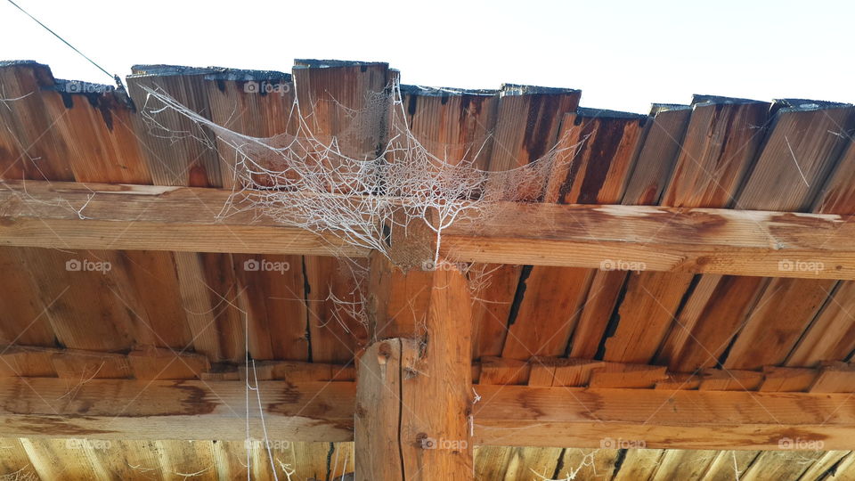 spiderweb