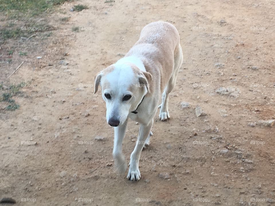 Tigerdoggie