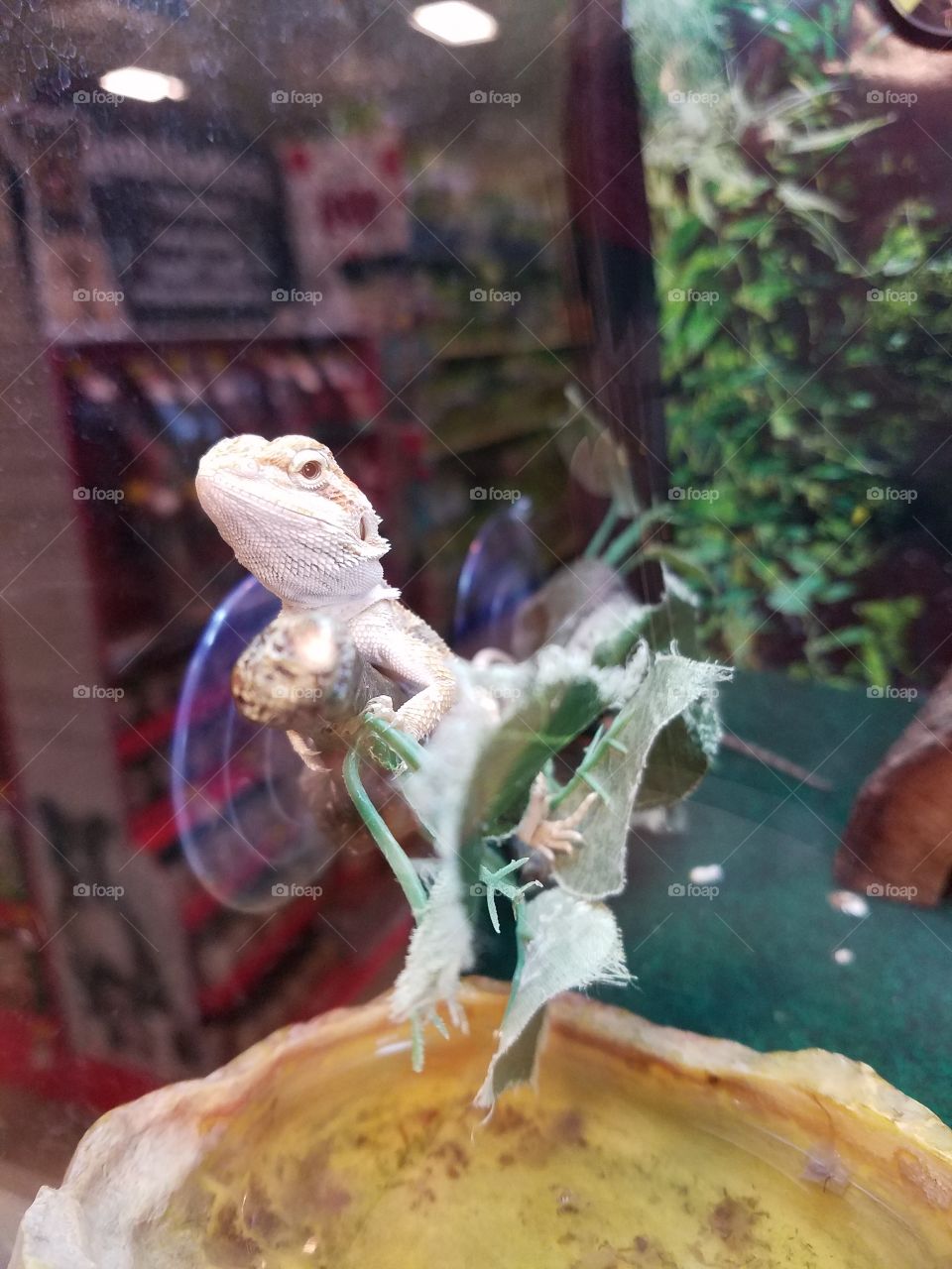 Bearded dragon at the pet store