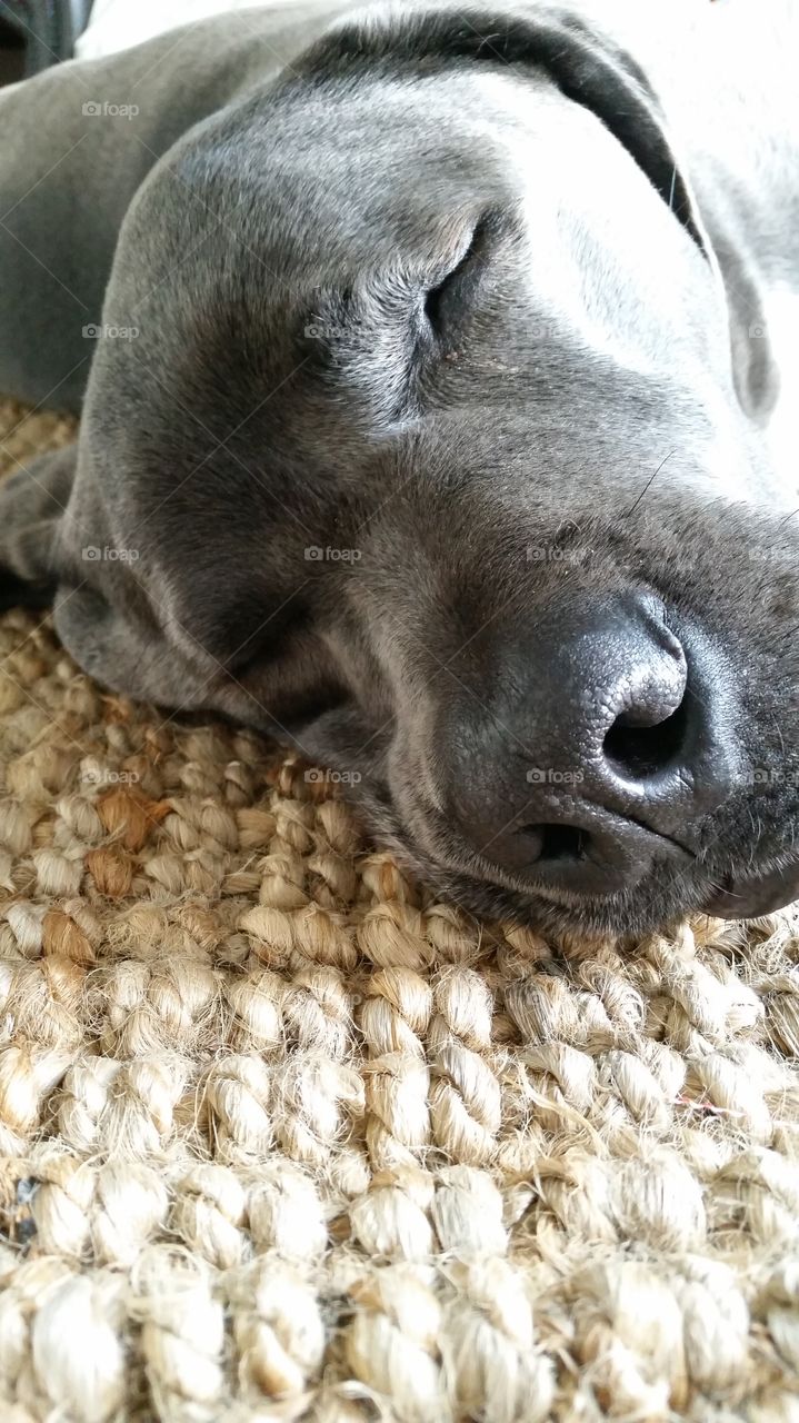 Sleeping Dog Close Up