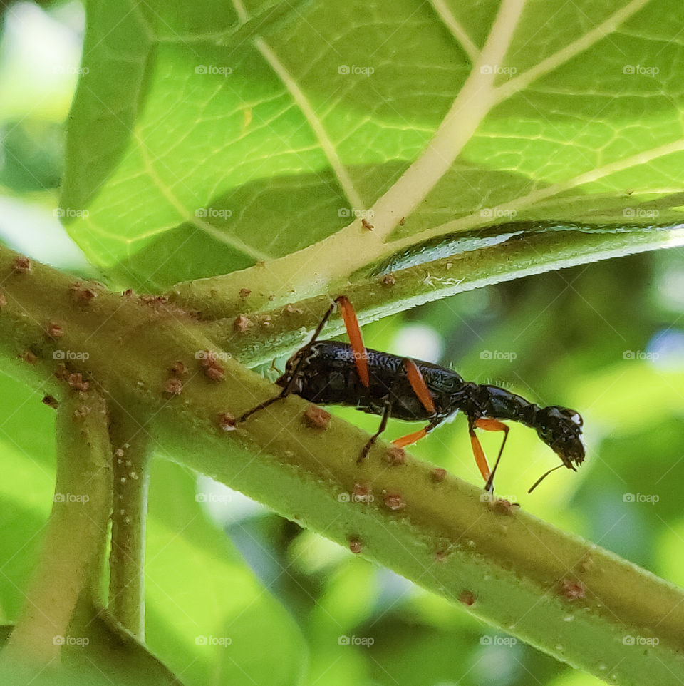 Ant relaxing on plant