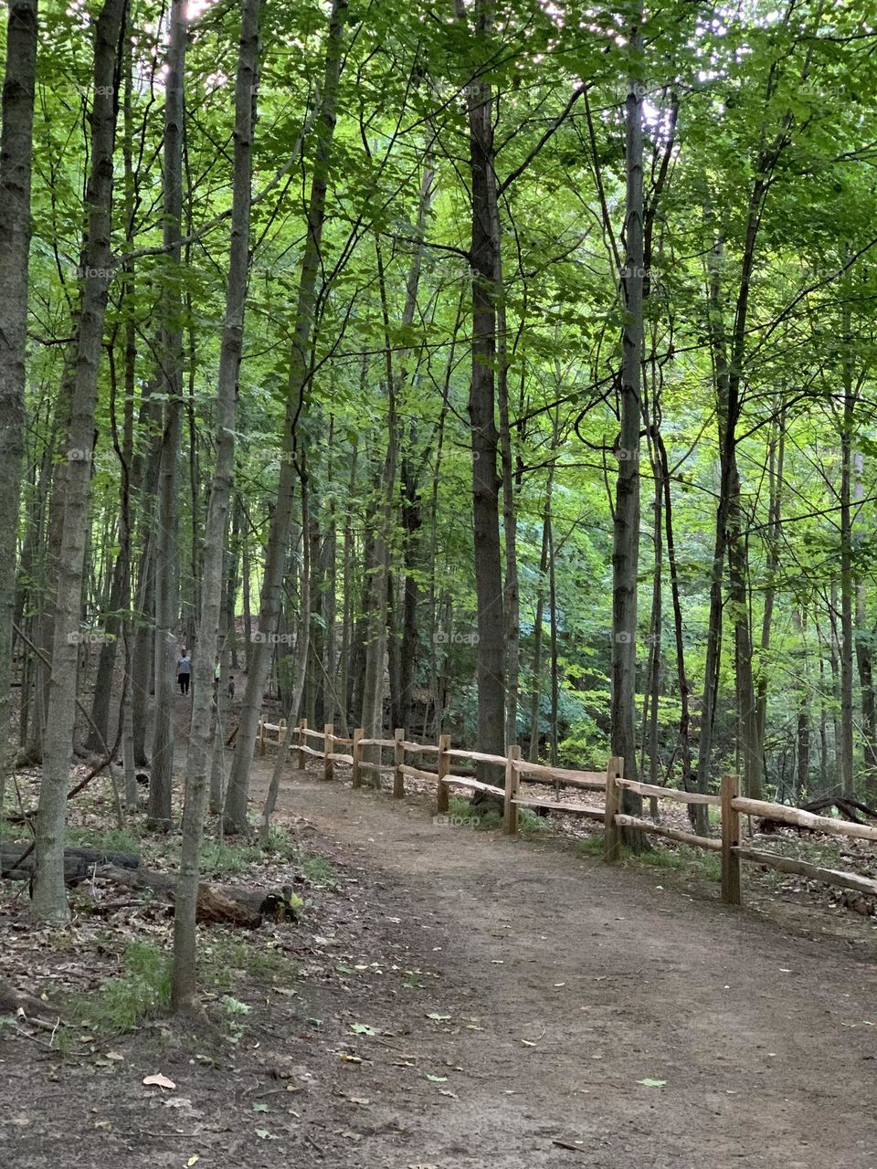 Walking in the forest 