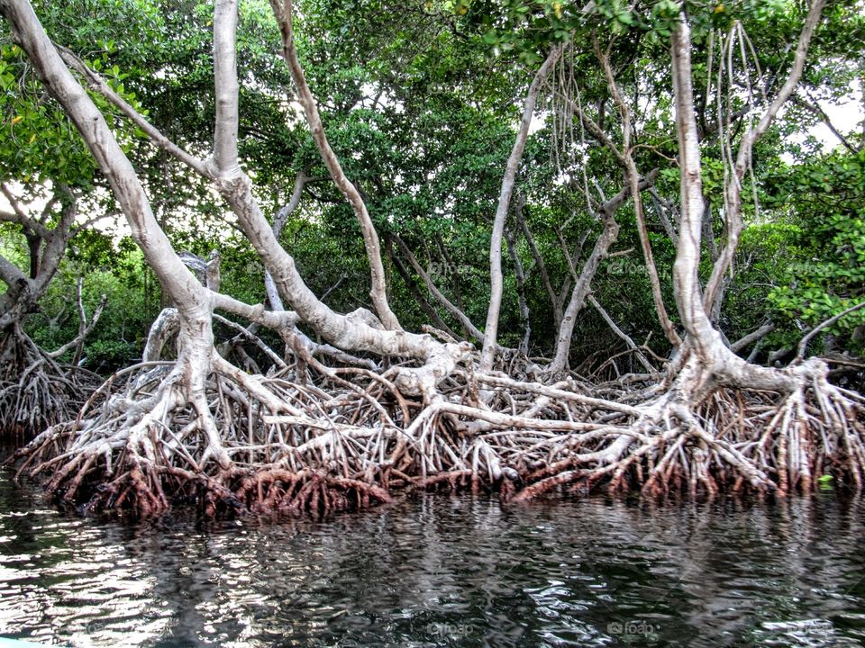 mangrove la Restinga park