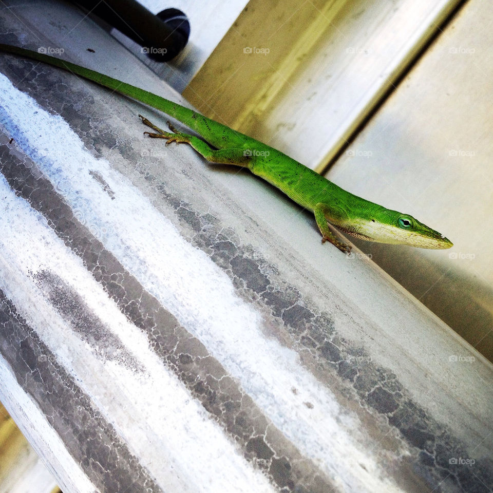 green lizard reptile anole by amymcclurephoto