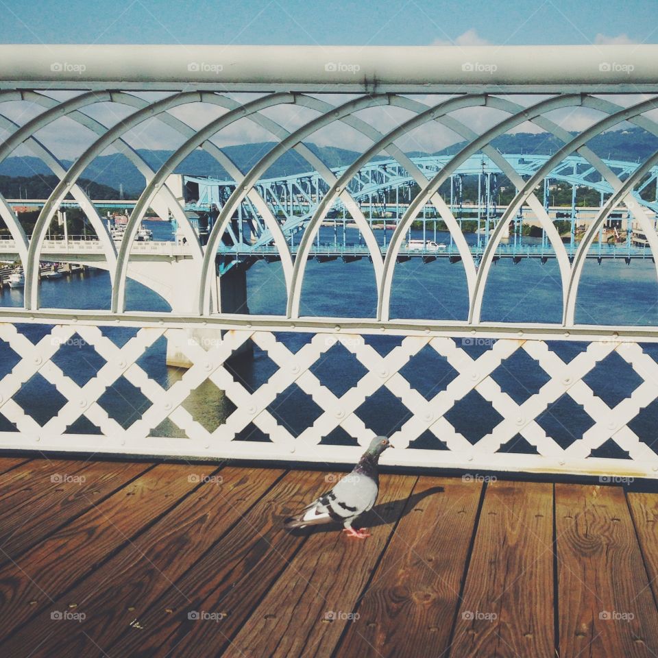 Bird on the bridge 