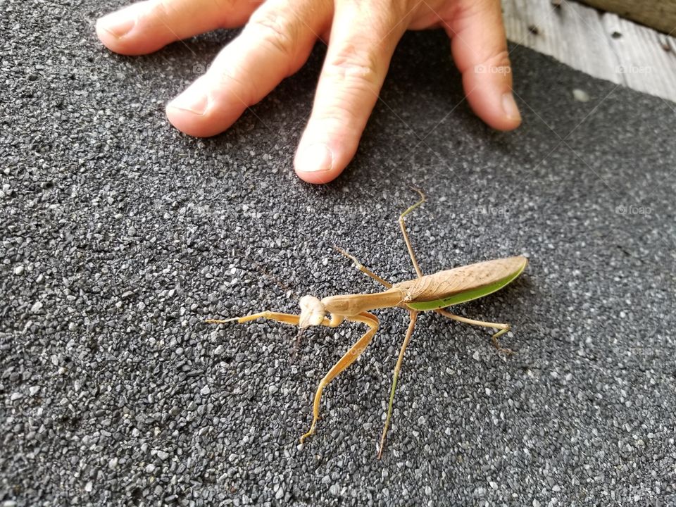 Praying mantis. Trying to give the idea of the size of this one.