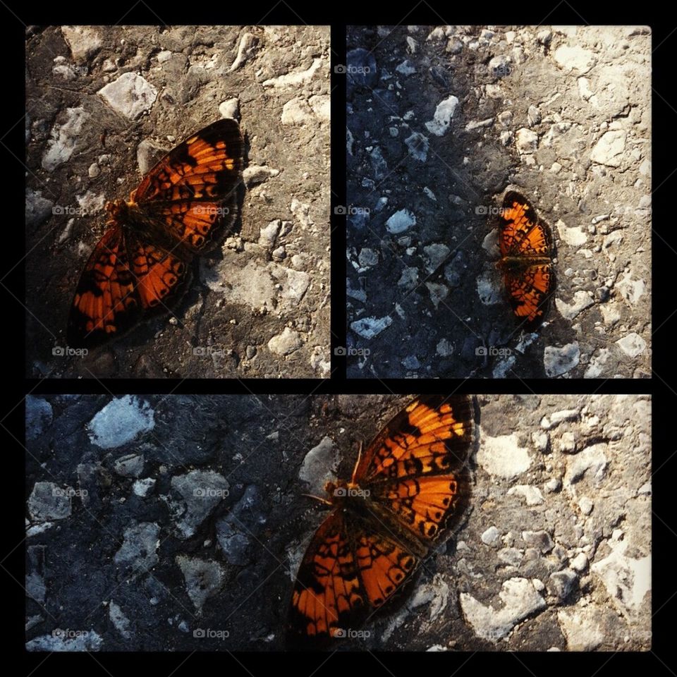 Butterfly 
