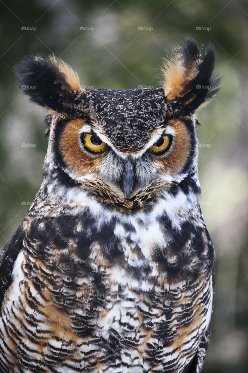 Stare of an owl