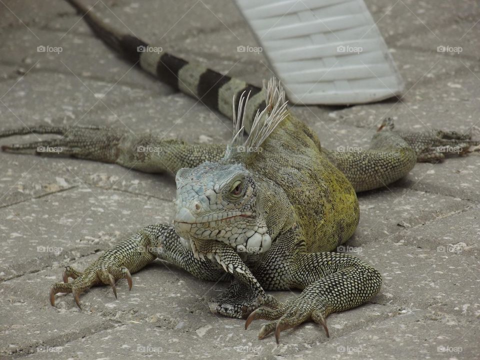 Poolside iguana. My poolside buddy