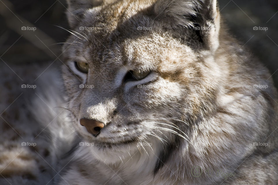 Lynx Portreath