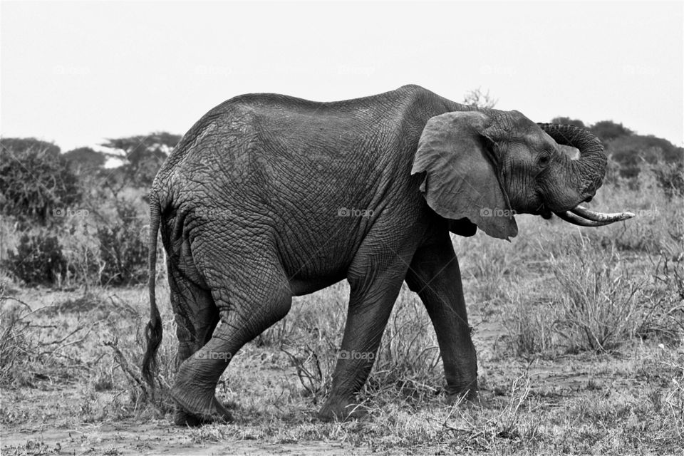 italy wildlife wild elephant by olijohnson