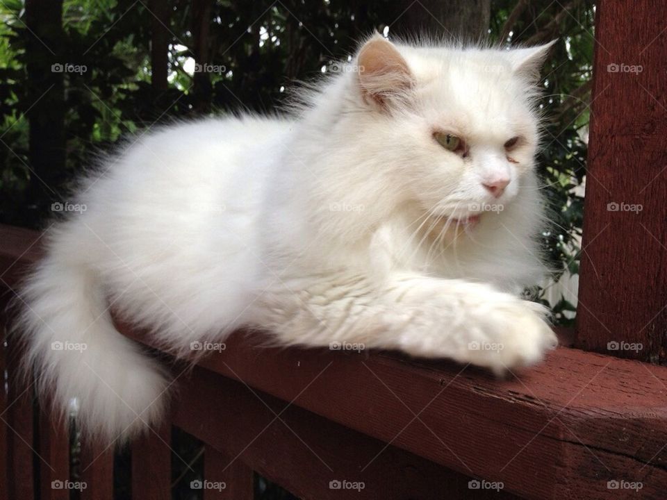 White Persian 