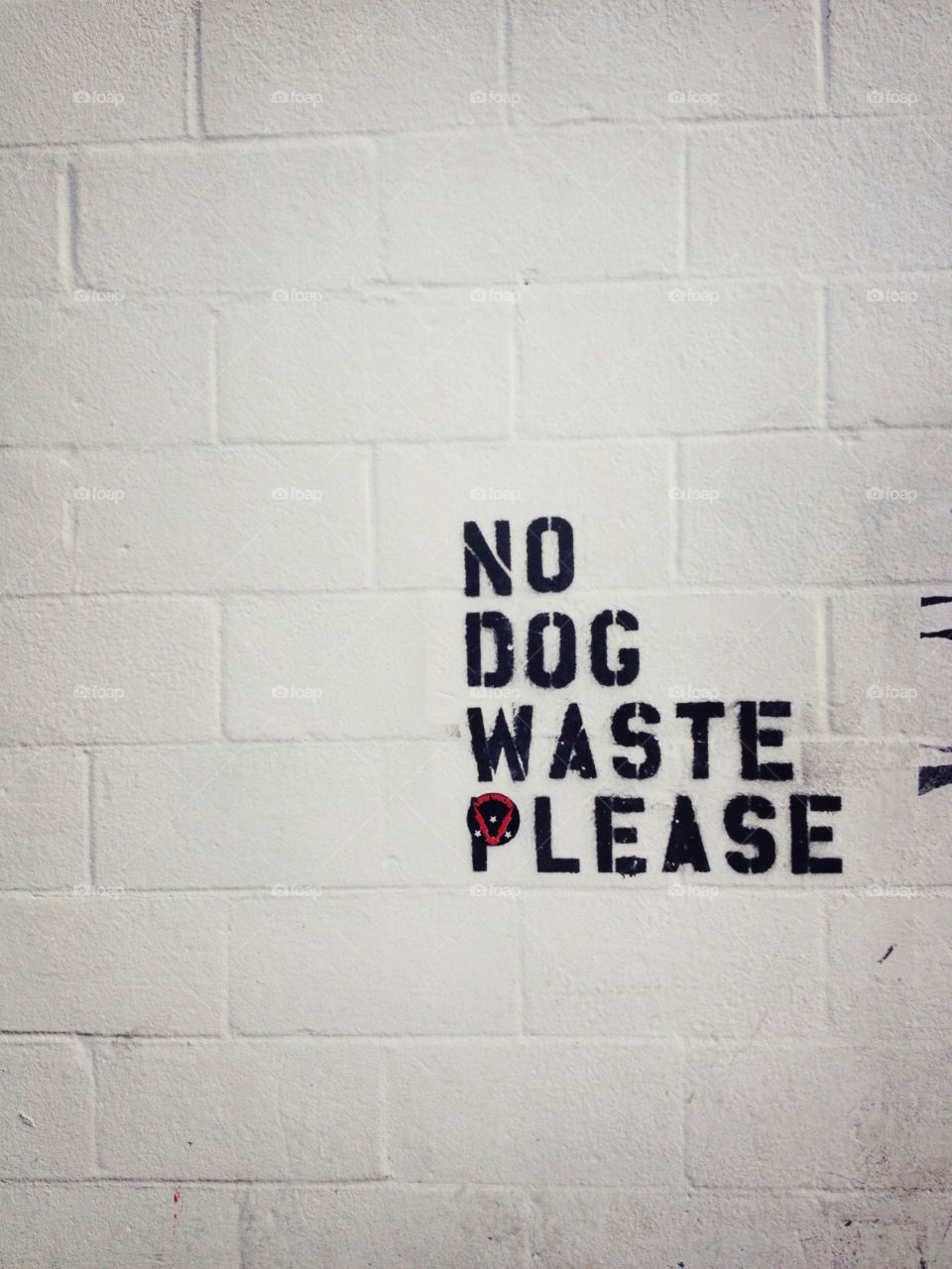 graffiti dog brooklyn nyc by kellieannliu