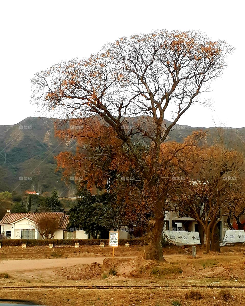 Autumnal landscape