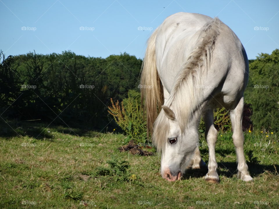 Pony grazing on grassy field