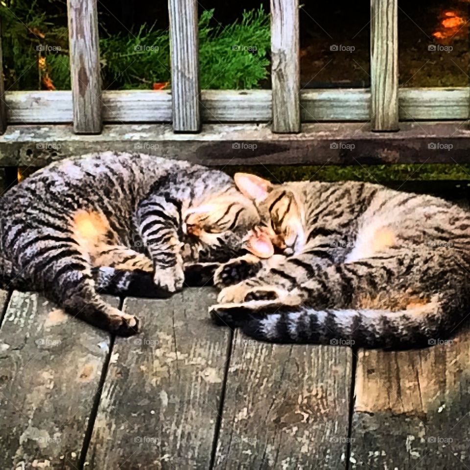 Sleepy Cats