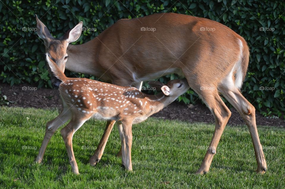 Deer feeding fawn on grassy field