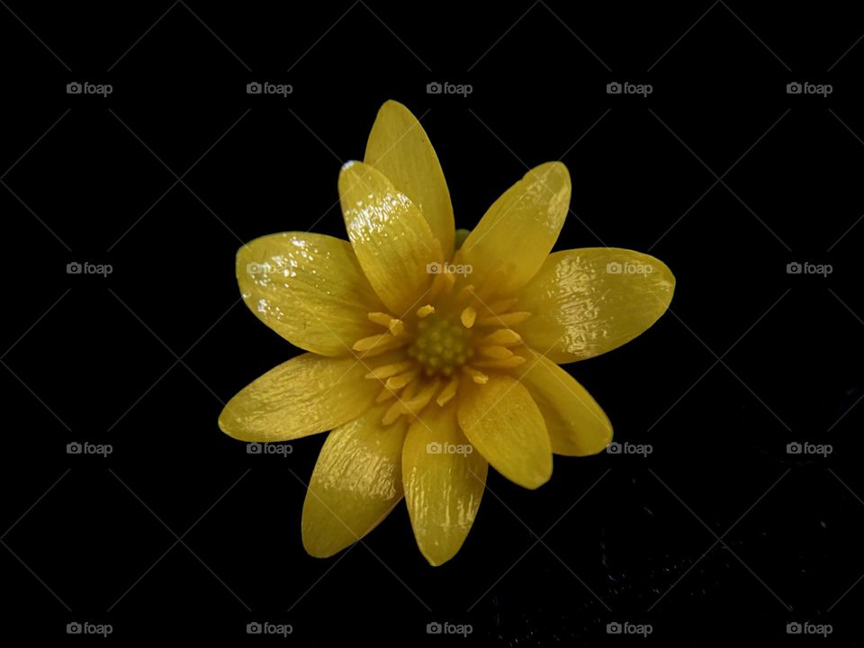 Yellow flower on a black background 