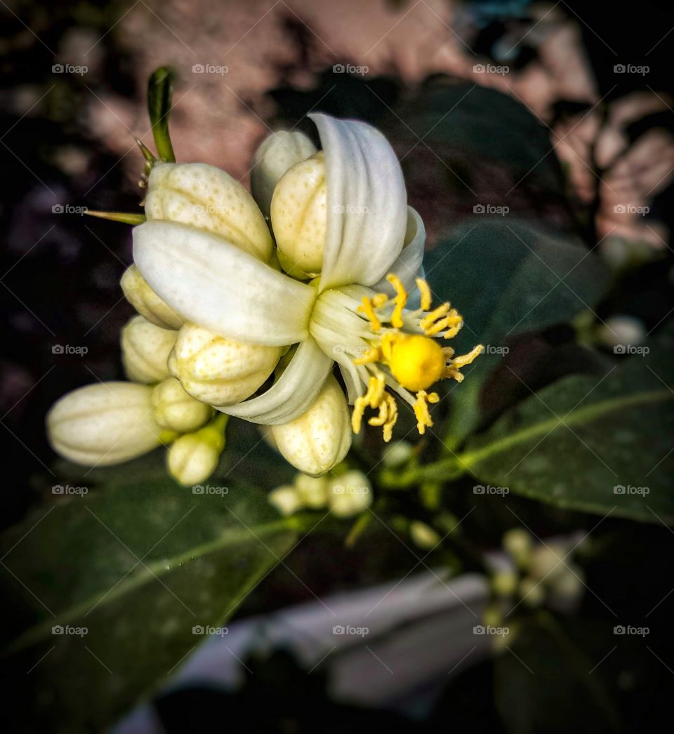 It is a beautiful flower of lemon plant.