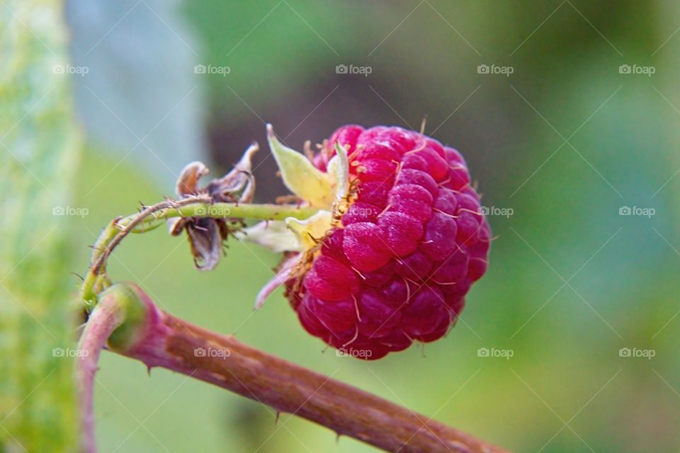 red raspberry on a branch