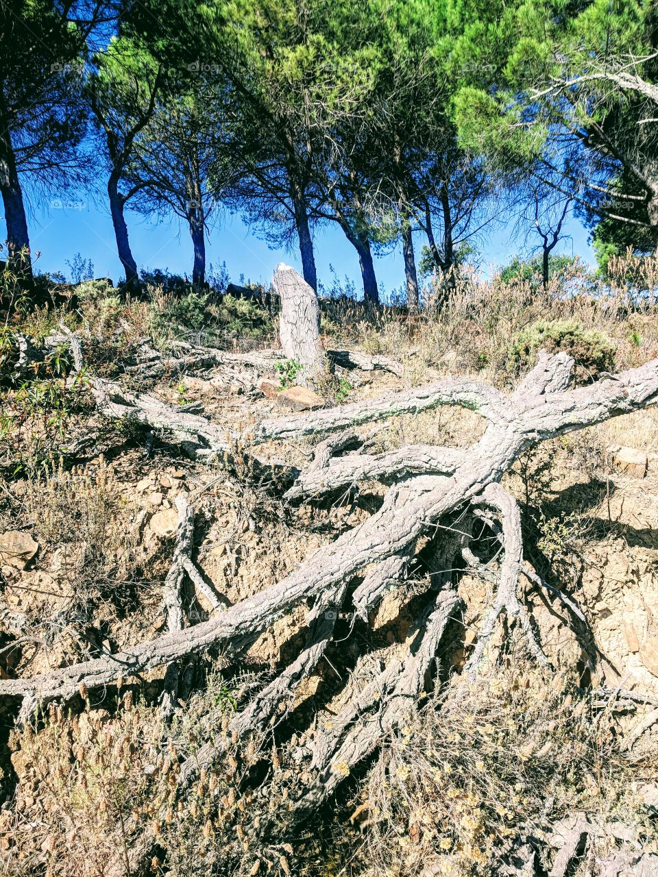 Roots of a dying tree