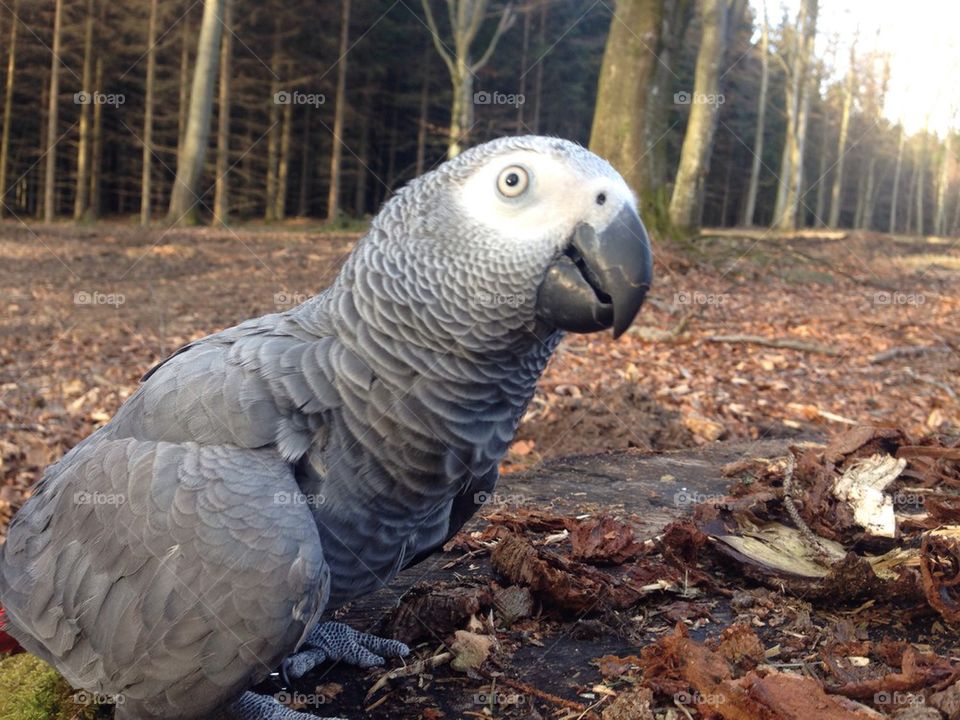 Klara in the woods