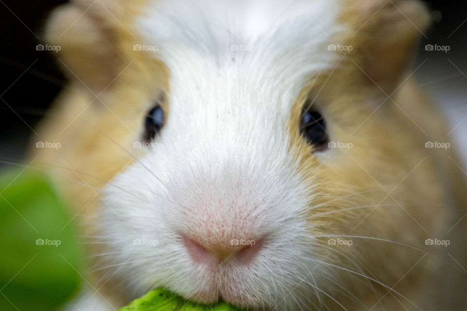 Guinea Pig