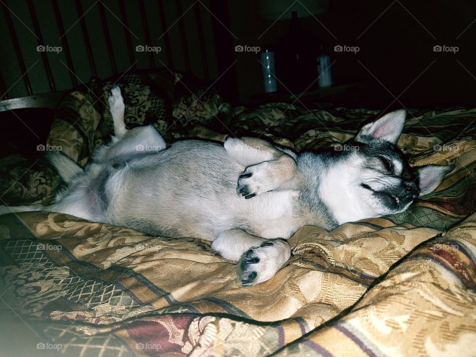 Close-up of dog sleeping on bed
