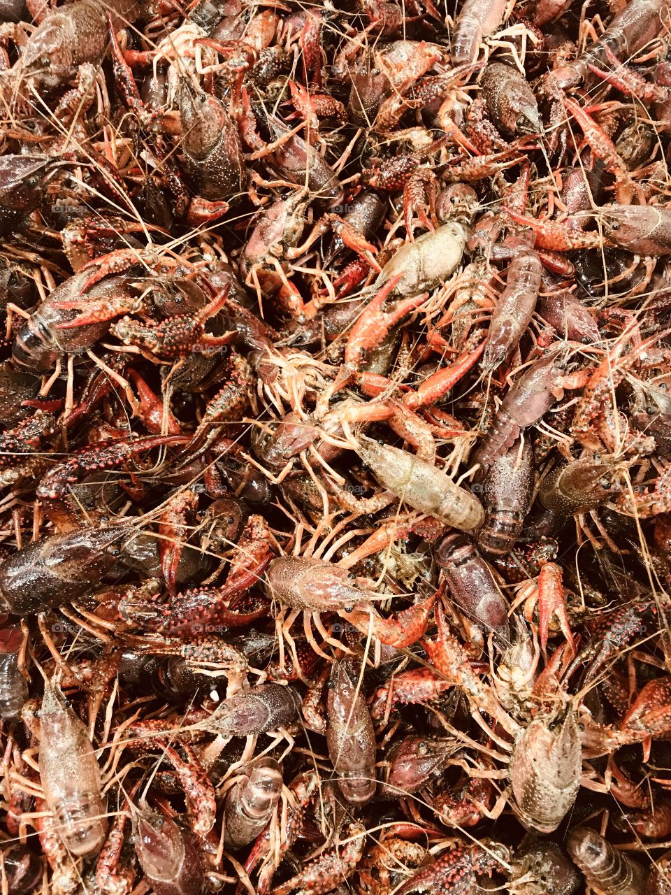 Lots of little Crayfish - Seafood dinner 