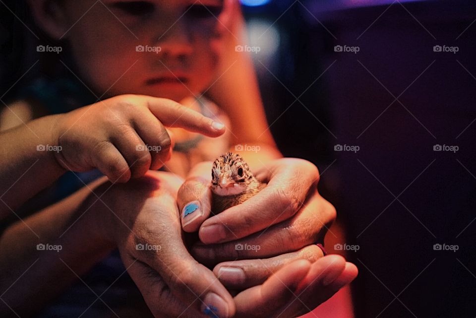 Baby guinea keet