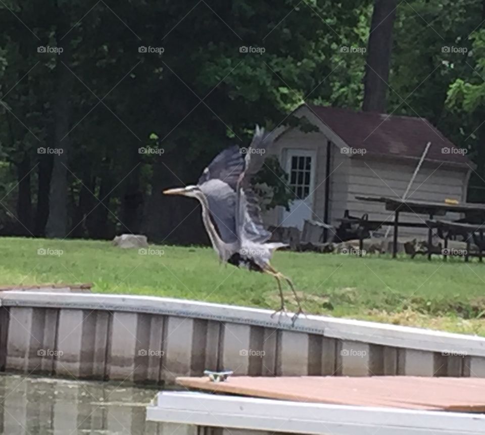 Crane taking flight