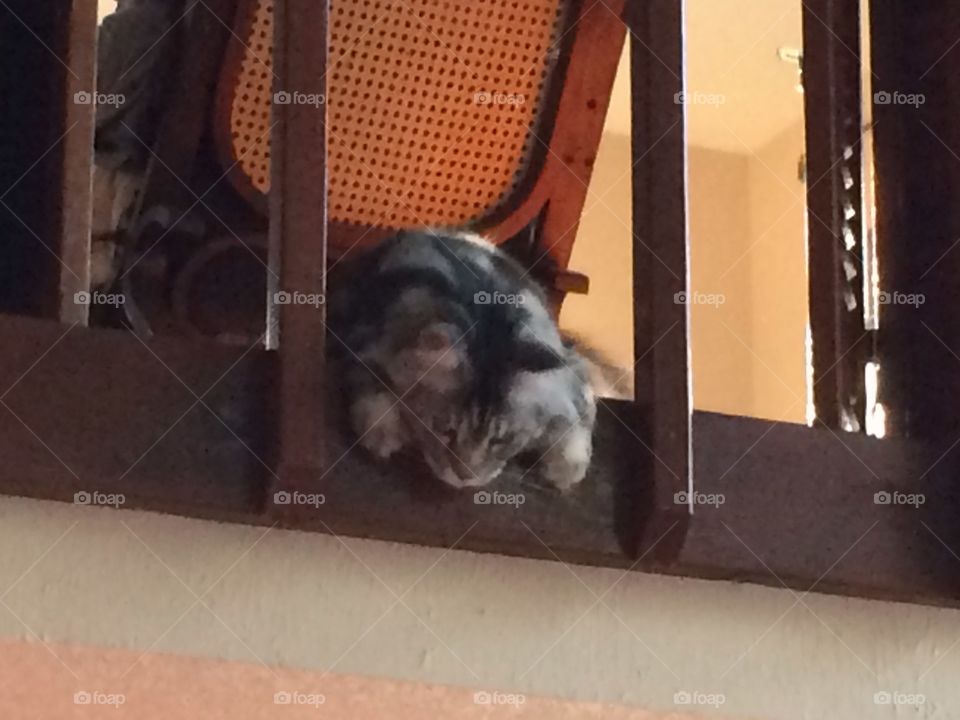 Frisco hanging around...