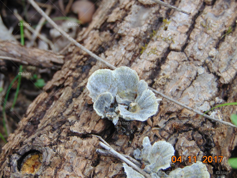 artist easel mushroom